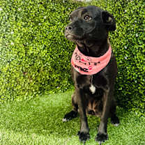 Thumbnail photo of Pilly #4