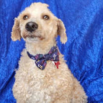 Thumbnail photo of Max Darien #3