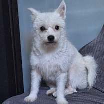 Thumbnail photo of Chandi #2