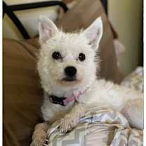 Thumbnail photo of Chandi #3