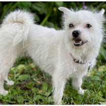 Thumbnail photo of Chandi #4