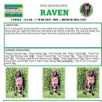 Thumbnail photo of Raven #1