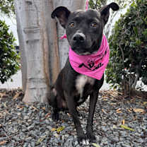 Thumbnail photo of Raven #2