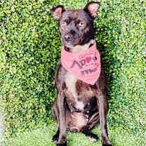 Thumbnail photo of Raven #3