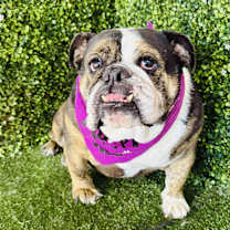 Thumbnail photo of Coco #3