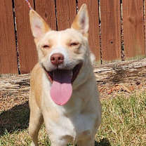 Thumbnail photo of 251391  HoneyBun #1