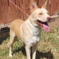 Thumbnail photo of 251391  HoneyBun #2