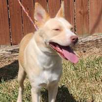 Thumbnail photo of 251391  HoneyBun #3