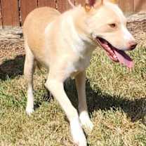 Thumbnail photo of 251391  HoneyBun #4