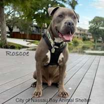 Thumbnail photo of C44-25 Roscoe #1