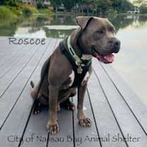 Thumbnail photo of C44-25 Roscoe #4