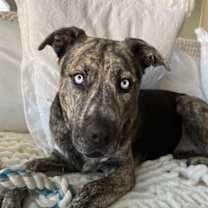 adopt-pet