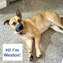 Thumbnail photo of Weston #1