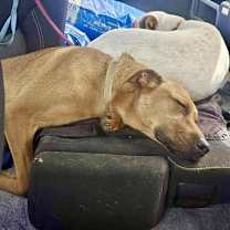 Thumbnail photo of Lizzie #4