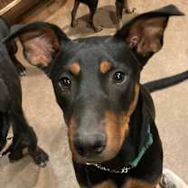 Thumbnail photo of Riley #1