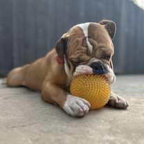 Thumbnail photo of Winston #4