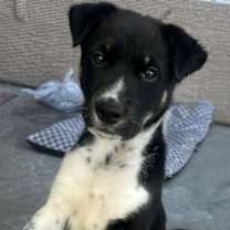 adopt-pet