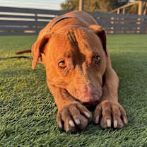 Thumbnail photo of Brownie #2