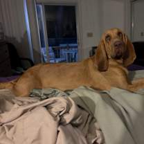 Thumbnail photo of Cooper #2