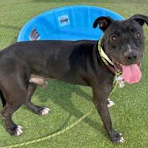 adopt-pet
