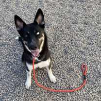 adopt-pet