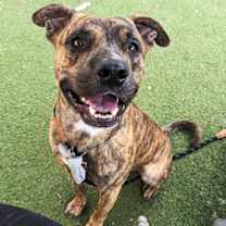adopt-pet