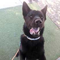 adopt-pet