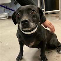 adopt-pet