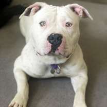 Thumbnail photo of Duck #1