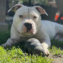 Thumbnail photo of Duck #4