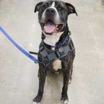 Thumbnail photo of Bruce #1