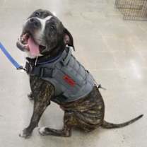 Thumbnail photo of Bruce #4