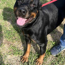 Thumbnail photo of Nala 2 #1