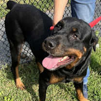 Thumbnail photo of Nala 2 #2