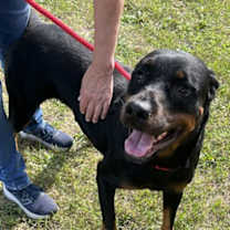 Thumbnail photo of Nala 2 #3