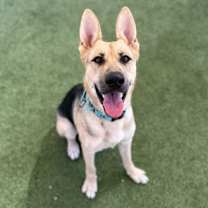 adopt-pet