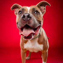 adopt-pet