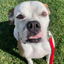 adopt-pet