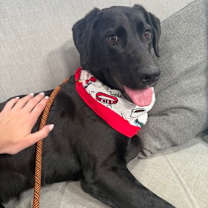 Thumbnail photo of Rex #1