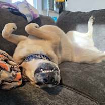 Thumbnail photo of Lumos #2