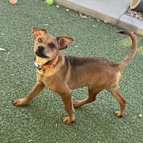 adopt-pet