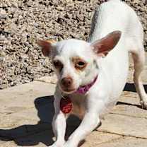 adopt-pet