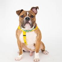 Thumbnail photo of Robert #2