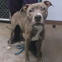 adopt-pet