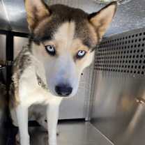 adopt-pet