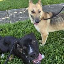 Thumbnail photo of Viola (In Foster) #2