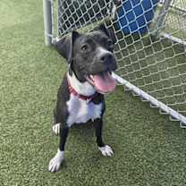 Thumbnail photo of Viola (In Foster) #3