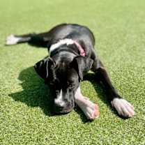 Thumbnail photo of Viola (In Foster) #4