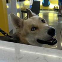 adopt-pet