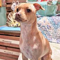 Thumbnail photo of Peach #3